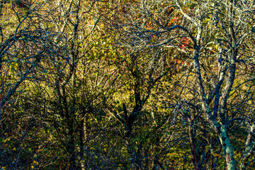 Old tree in the mountains of Romania