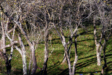 Autumn colors in Boisoara, Romania
