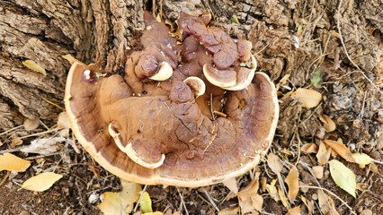 A giant hoof fungus (Fomes fomentarius) on the base of stem of an old field elm (Ulmus minor) in autumn