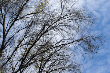 Trees on the background of blue sky with cirrus clouds in autumn