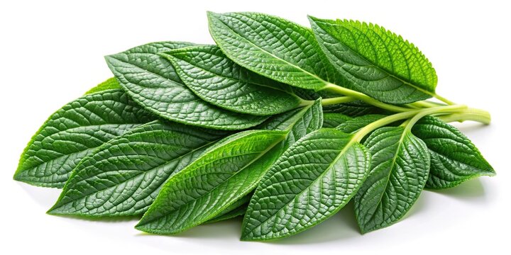 fresh petitgrain leaves isolated on white background