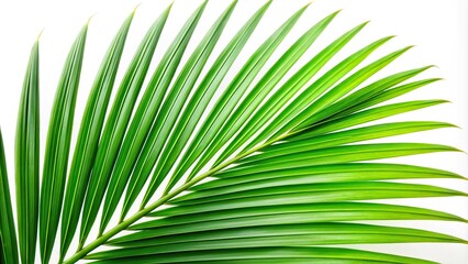 Extreme close-up of a fresh green palm leaf isolated on white background