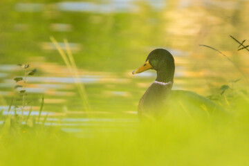 mallard duck on the surface of a pond in the morning light