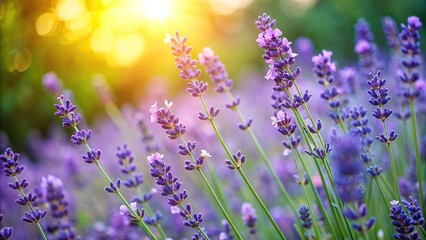 Delicate lavender branches on summer garden background