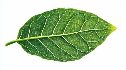 Obraz premium Detailed Green Leaf with Veins and Texture