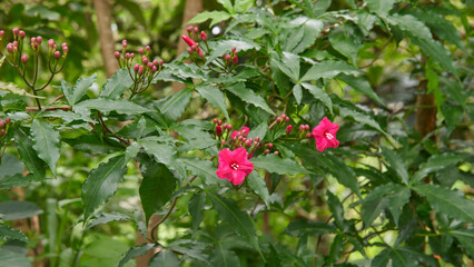 cardinal creeper or lady doorly's morning glory plant with deep bright red color flowers, tropical ornamental climbing vine in soft focus in garden background