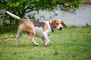 Beagle dog rear view