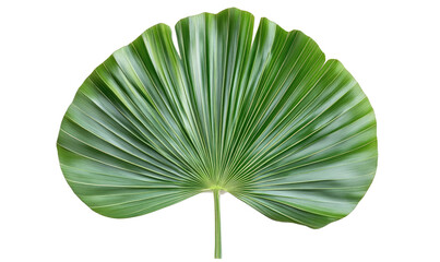 Tropical green palm leaf on transparent background