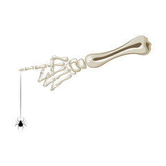 Spooky skeleton hand grasping a spider on its web, perfect for Halloween or horror designs