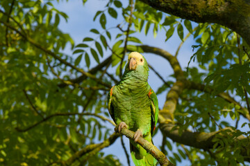 the yellow-headed amazon parrot is perching on a tree branch close-up