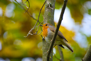 European robin is perching on a twig close-up