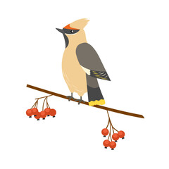 Waxwing sits on a branch with berries rowan. Winter feather bird. Cute character song bird. Vector illustration of small forest bird. Flat style.