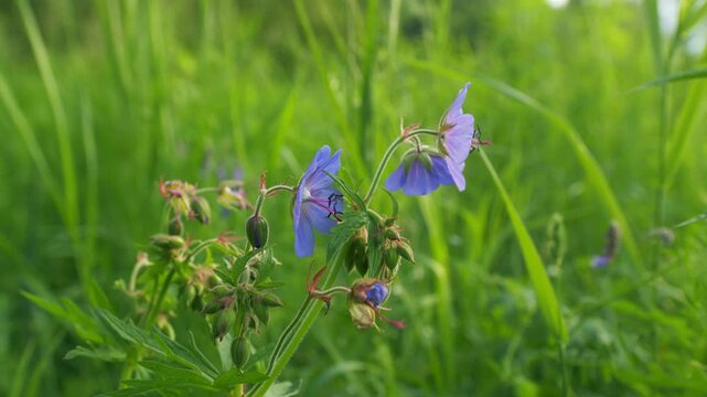 Flowers - Purple Haze. Geranium Pratense. Hairy Stems And Lax Saucer-Shaped Blooms Pale Violet Flower. Gimbal shot.