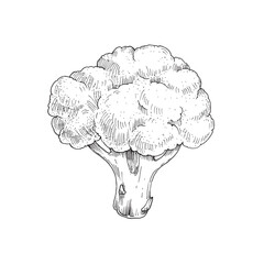 Broccoli sketch hand drawn with ink isolated on white background. Vector illustration of broccoli cabbage. Design element for label, recipe for vegetarian dishes