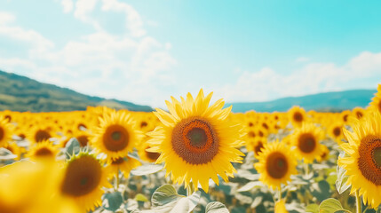 Sunflowers in Bloom: A Vibrant Summer Landscape