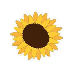 sunflower on white background