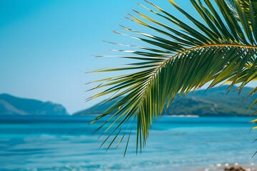 Fototapeta premium A close up of a palm tree near a body of water