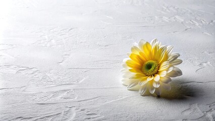 Panoramic yellow and white flower on white textured surface painted floor