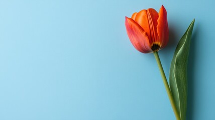 Fototapeta premium Close-up of a vibrant orange tulip against a bright blue background.