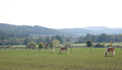 Majestic Horses Grazing Peacefully in Open Field