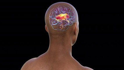 Human brain with highlighted corpus callosum connecting brain hemispheres, and ventricles adjacent to the corpus callosum, vital for cerebrospinal fluid circulation, 3D animation.