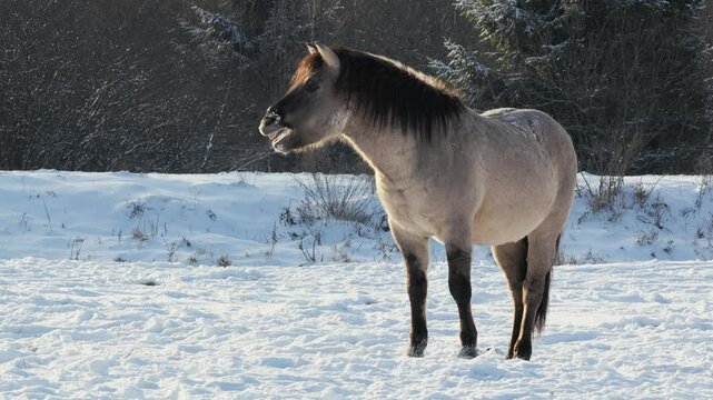 Horse Whinnying Close-Up in a Snowy Field During Winter with Cloudy Weather