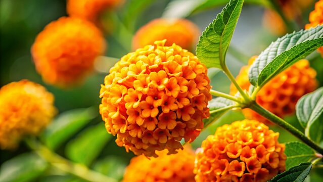 Orange Ball Buddleja Plant Branches Isolated on White Background for Nature Photography