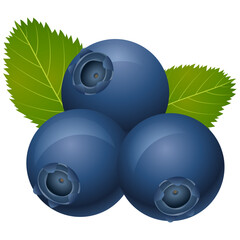 Blueberries on a white background. Vector illustration for your design.