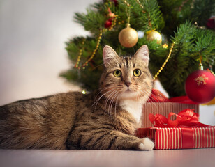  cat, with, christmas, decorations, gift box and new year tree 49521