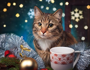  cat, with, christmas, decorations, happy new year snow cup concept 19368
