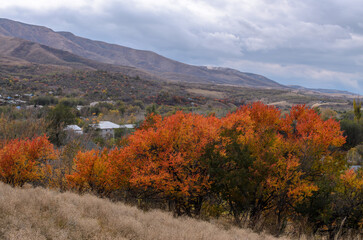 autumn apricot trees with red and orange leaves on the background of mountains and houses