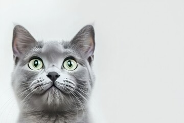 Adorable Gray Cat with Striking Eyes