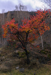 apricot tree in the mountains with bright red, orange and yellow leaves