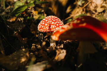 A striking view of vibrant red mushrooms amidst lush foliage, beautifully showcasing the enchanting...
