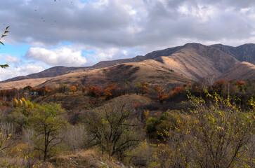 autumn trees on the background of mountains under gray clouds, blue sky and flying birds
