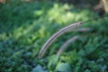 fluffy ear of grass with dew drops