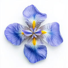 Top view of a delicate purple and yellow iris flower