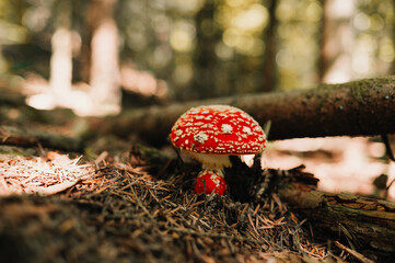 A stunningly beautiful red mushroom adorned with white spots, nestled serenely in a tranquil forest environment