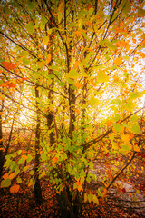 Trees at autumn morning ,sunrise through the trees .Forest with sand ,leaves on the sand and ground.Landscape photography in wild places ,traveling to sand quarry at fall season , morning on quarry