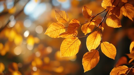 Fototapeta premium Golden Autumn Leaves in Soft Sunlight