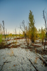 Sand quarry at fall season, trees grow up through the sand,autumn morning in the guarry,yellow and golden colors of leaves on the ground and on trees.Autumn beautiful landscape , Ukraine nature