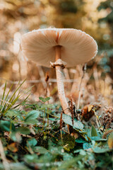 A mesmerizing and captivating view of a mushroom featuring a soft cap, nestled in a tranquil woodland setting