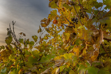 Autumn vineyard landscape. Palava vineyards and grapes in the evening light.