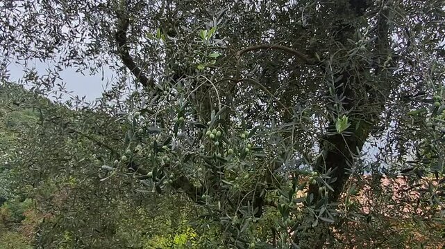 ramoscelli di ulivo