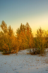 Sand quarry at the autumn morning in the golden hour , yellow and orange leaves on trees , beautiful landscape on the sand quarry, Ukrainian sands quarry, october season . Landscape with orange trees 