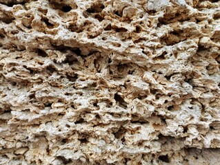 Background made of white porous shell. Natural building material. Beautiful background made of...