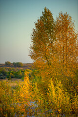 Fototapeta premium Trees at autumn morning ,sunrise through the trees .Forest with sand ,leaves on the sand and ground.Landscape photography in wild places ,traveling to sand quarry at fall season , morning on quarry