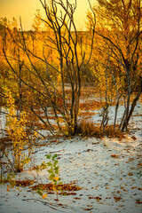 Sand quarry at the autumn morning in the golden hour , yellow and orange leaves on trees , beautiful landscape on the sand quarry, Ukrainian sands quarry, october season . Landscape with orange trees 
