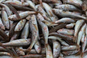 Closeup of a bunch of Small fish sold at the fish market.