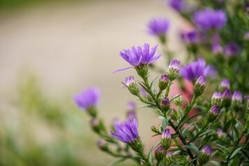 Sommerblumen mit weichem Hintergrund